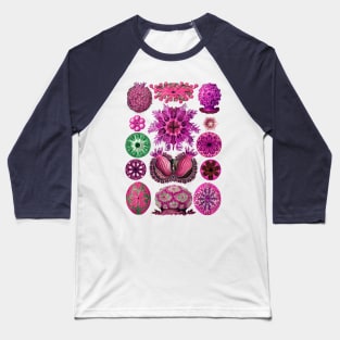 Ernst Haeckel Ascidiae Sea Squirts Magenta Baseball T-Shirt